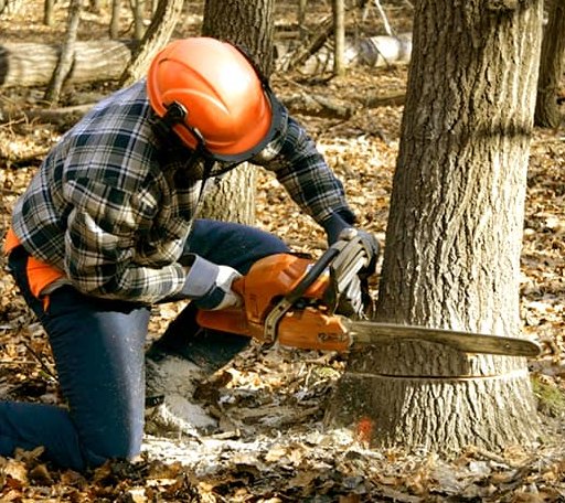 Tree Removal in Ortley, SD